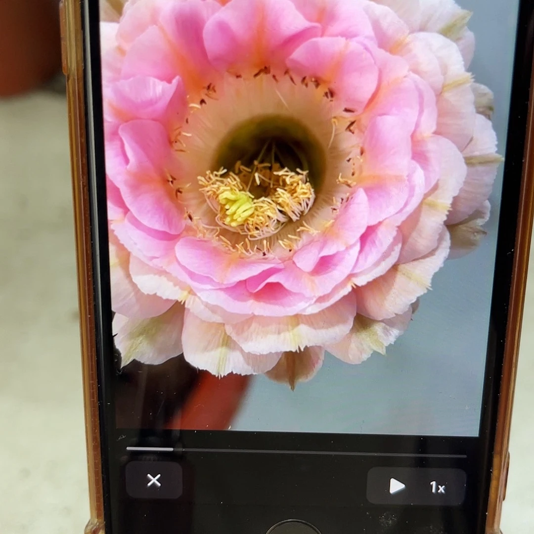 彩草520号侧芽2公分左右