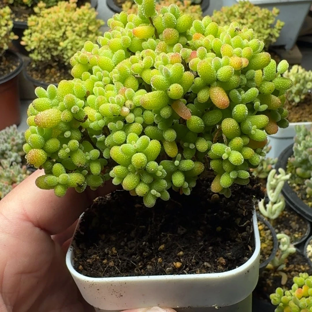 欧**棠多肉植物枝干番杏