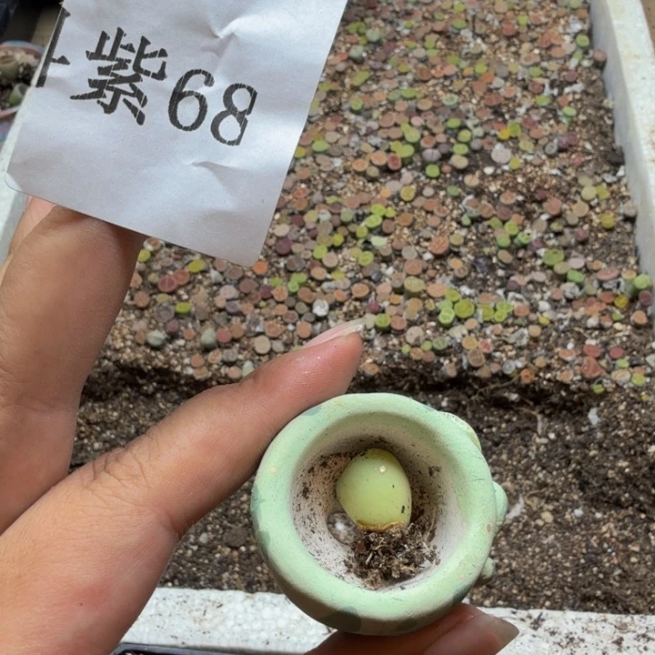 M***生多肉植物和植物紫68