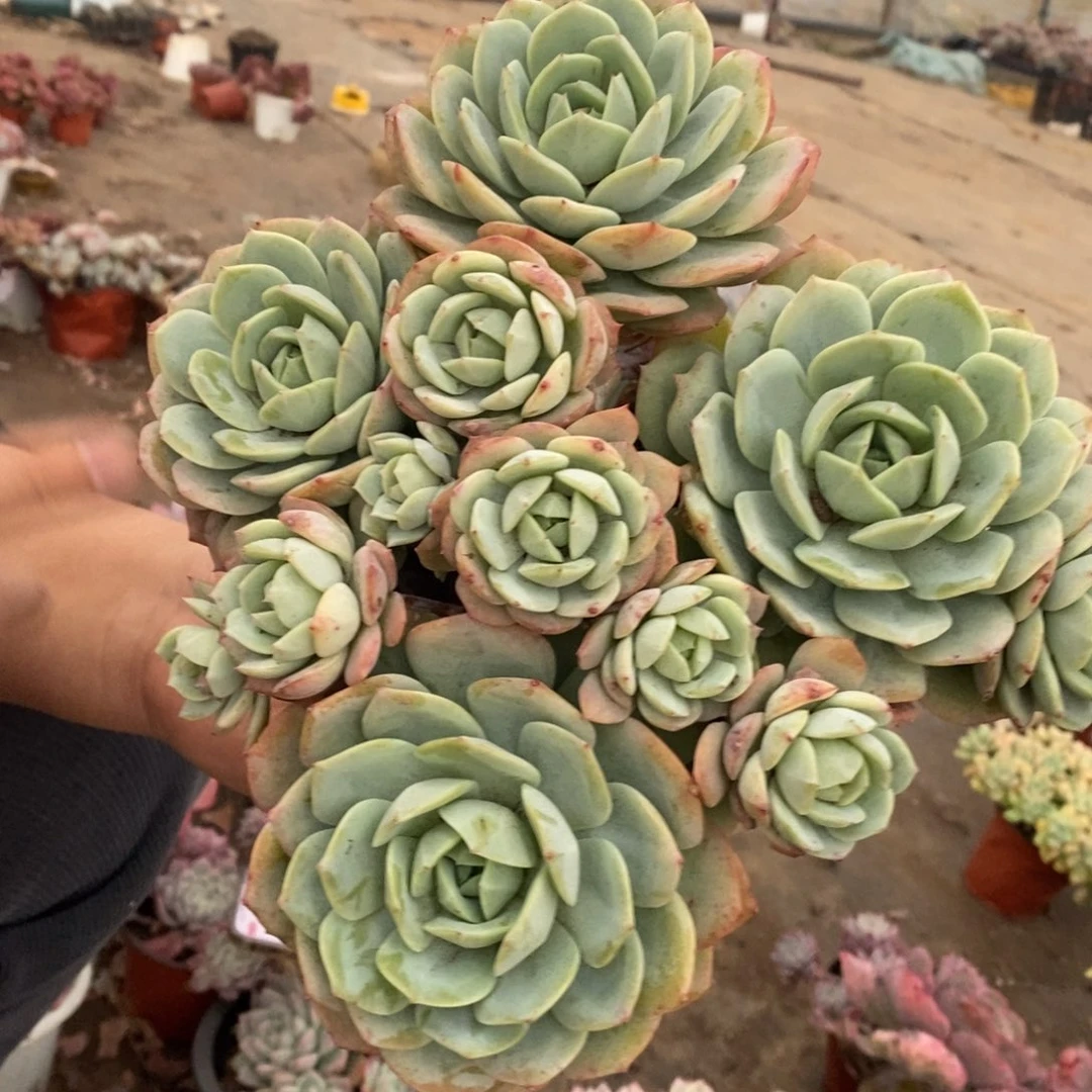 韩国恋曲五大头起发