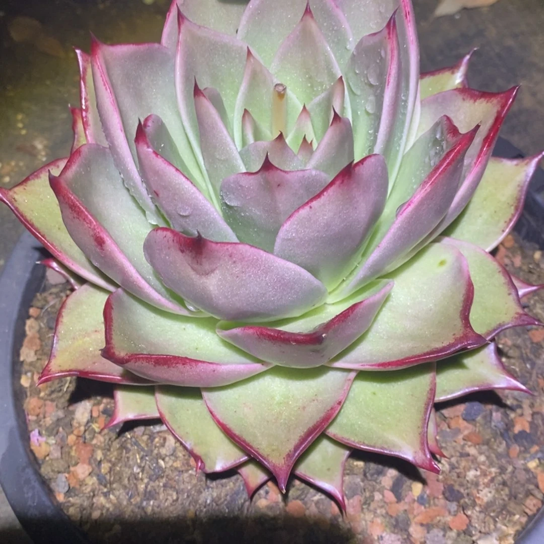 彼*花福利星星a11