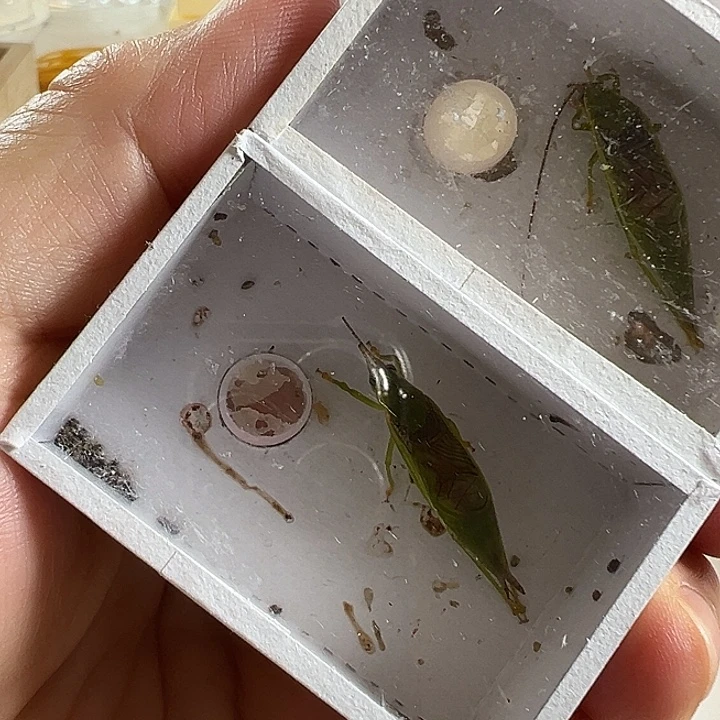 两只短须瘤突好可爱