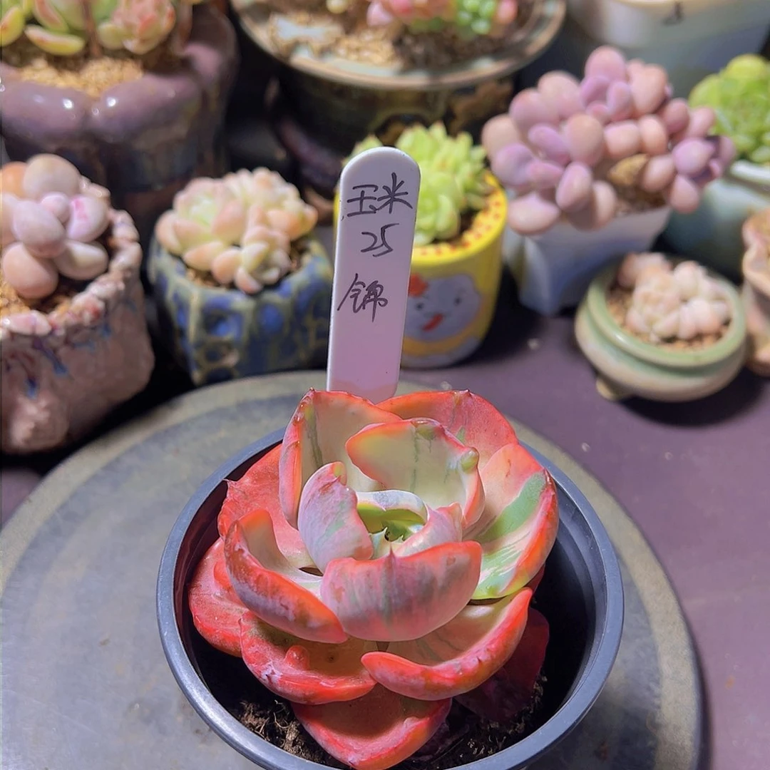 玉*多肉植物，多肉植物