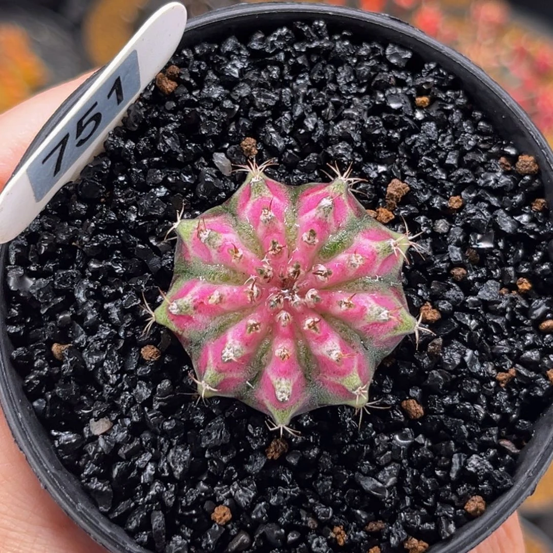 轮回海神 米哈仙人球