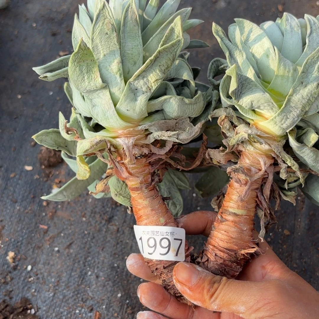 3代杂交仙女杯多破福利
