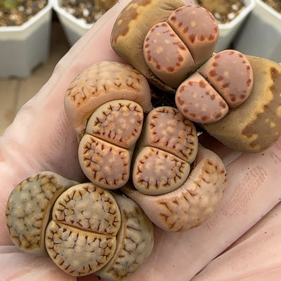 3.27。 饼干*3。 5003