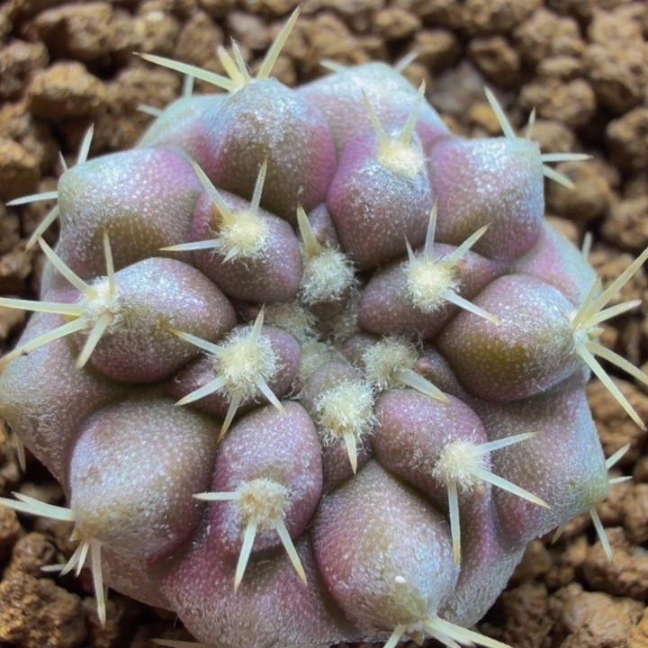 展会捡漏透明刺孤龙