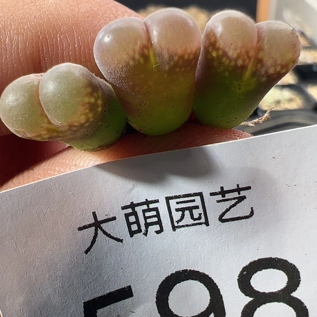 一物一拍。        大熊猫598