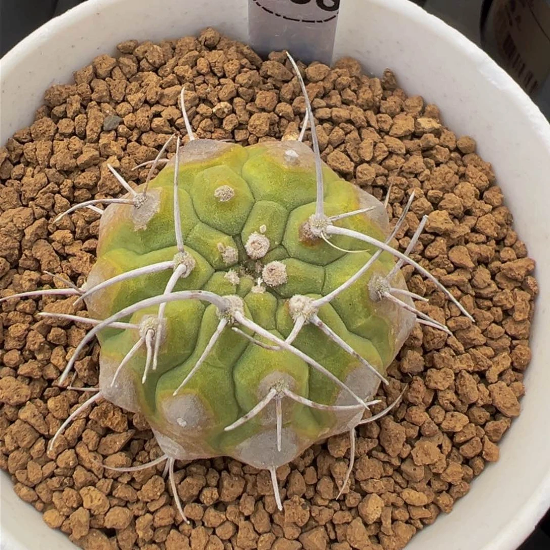 168实生根多肉植物带盆土