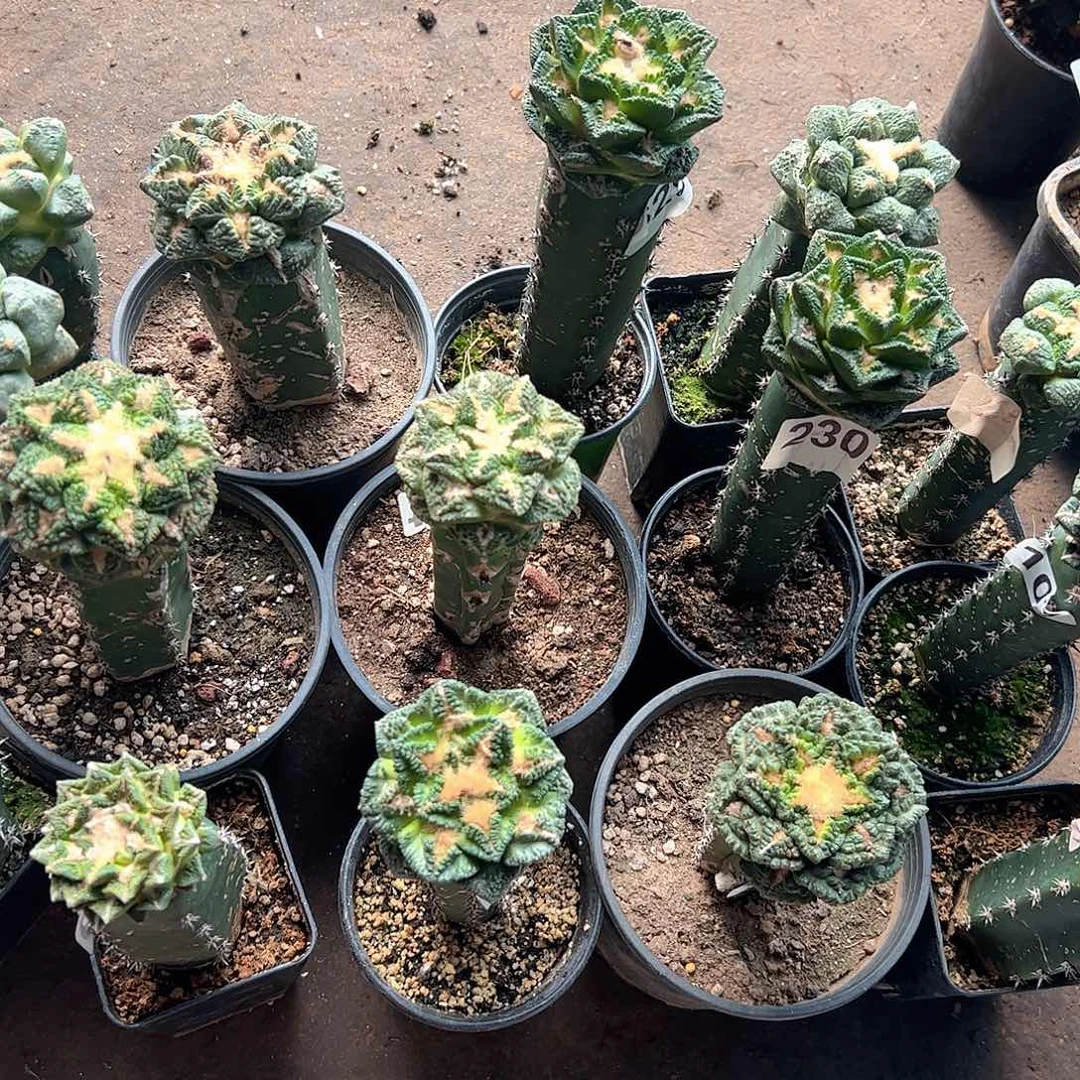 方***大无花朵福利12颗牡丹送一颗