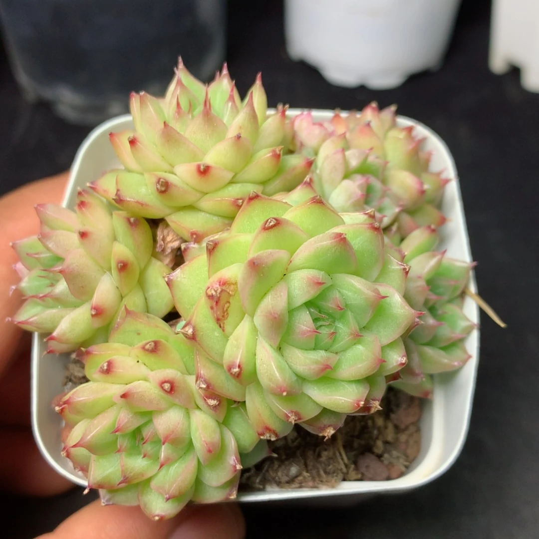 【闪购商品】51 精品多肉一物一拍