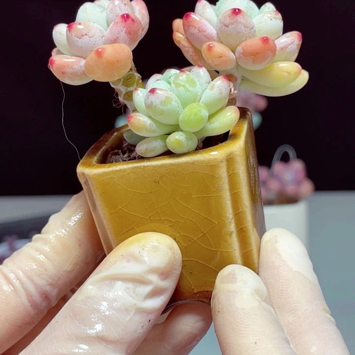 罗琦样品1颗带陶瓷盆3号