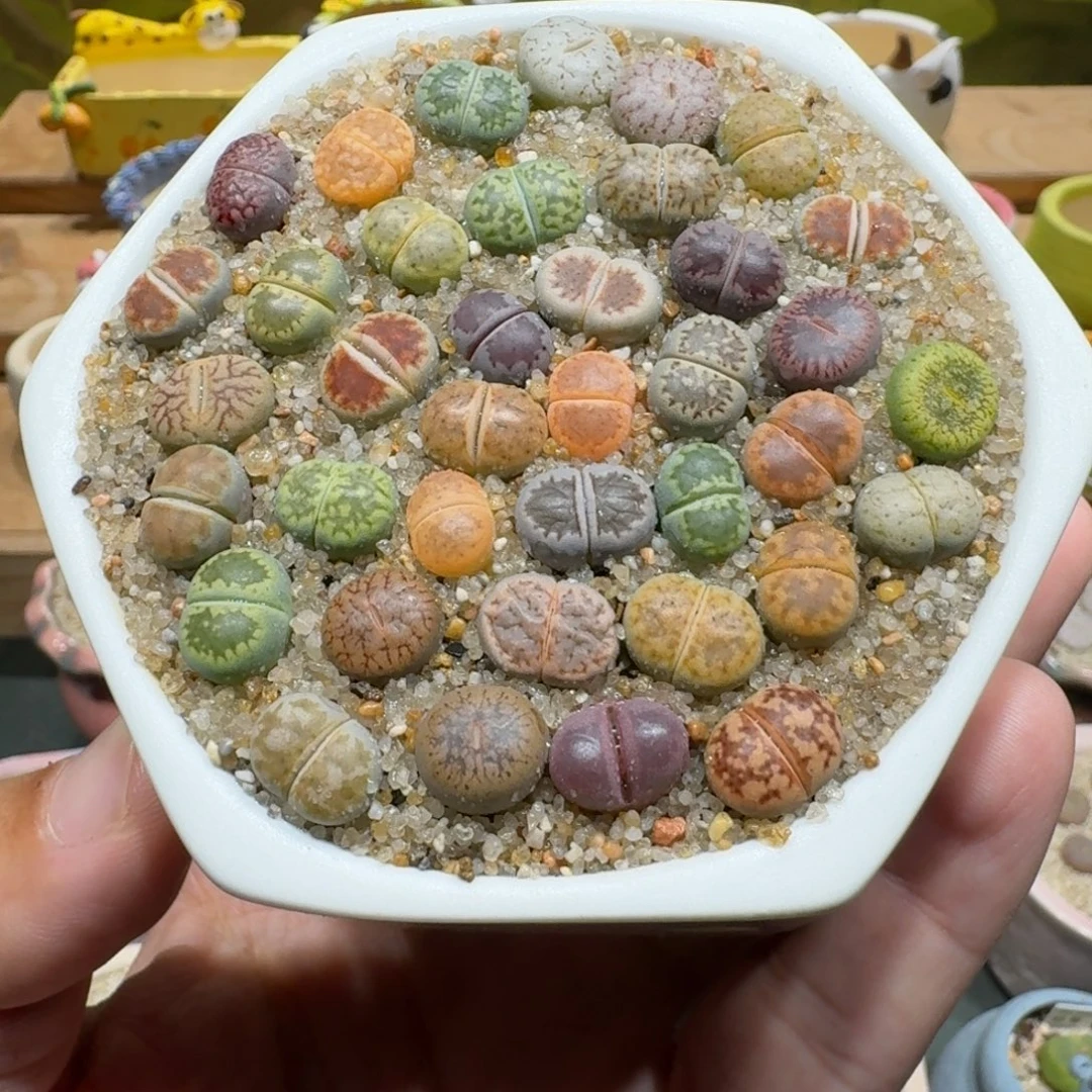 蘑菇1102彩拼多肉植物