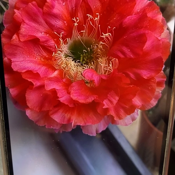 彩草红180号侧芽2.5-3公分左右