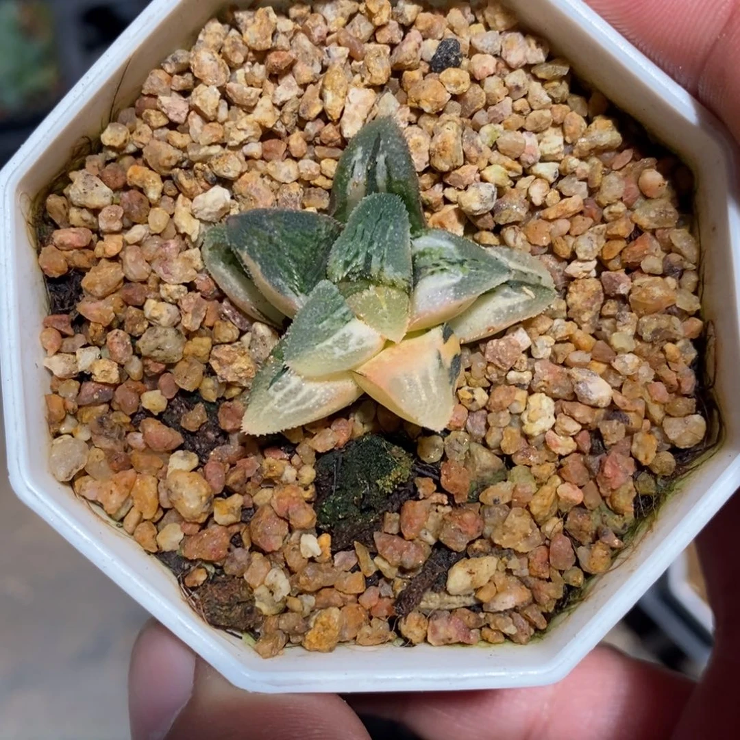 一颗实生磨面寿锦 特价