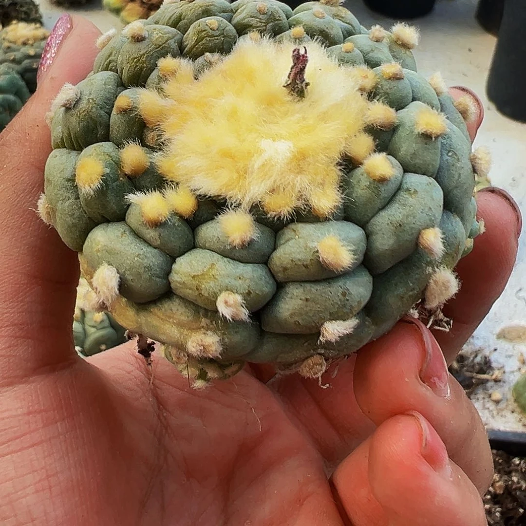 艳***红落地自根海鲜，尺寸6厘米
