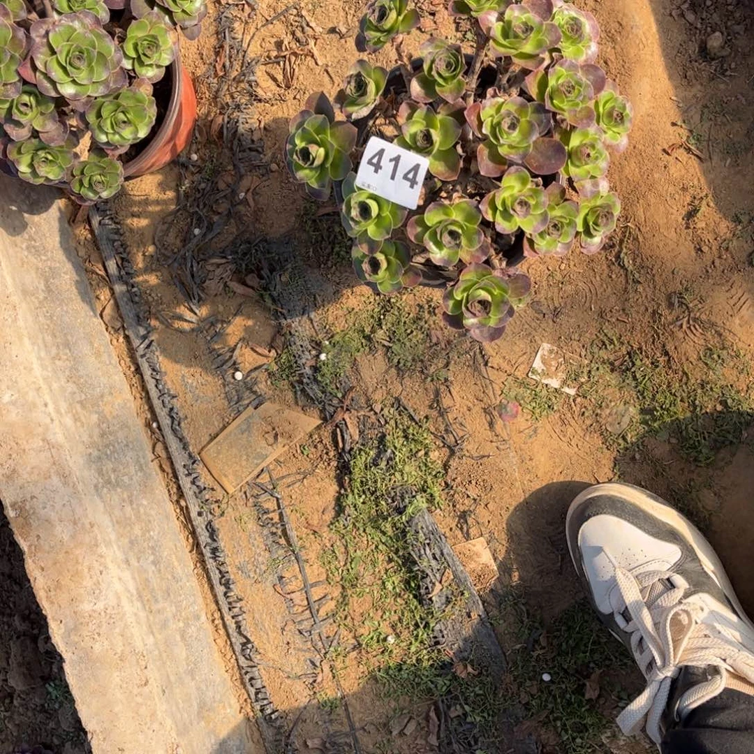 笑***开魅金玫瑰414不包断枝