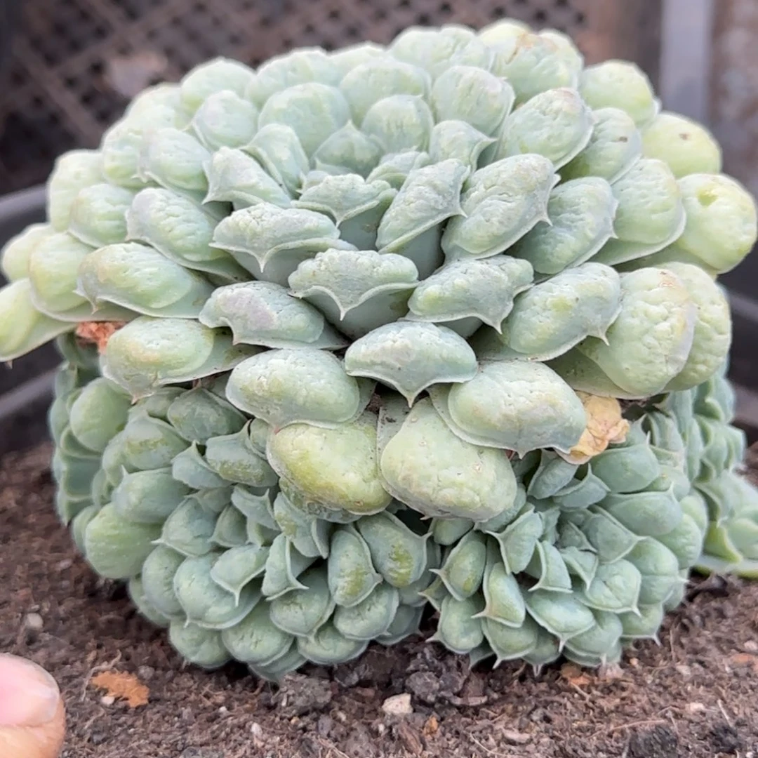 瘤系手捧一物一拍包装收缩花旱