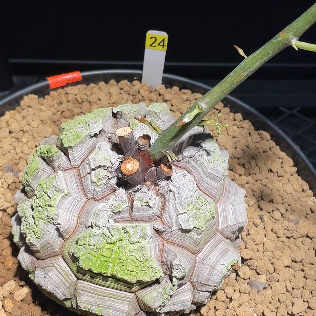 24号龟甲龙11.8公分