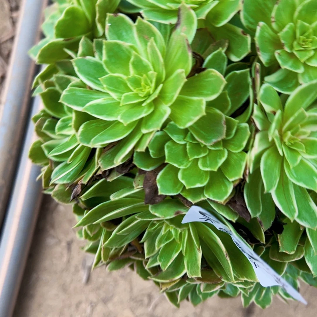 0316万话筒多肉植物法师