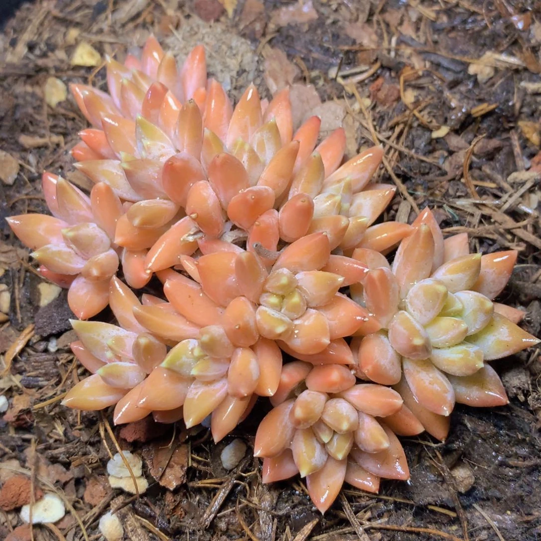 幻影美人10 公分一物一拍