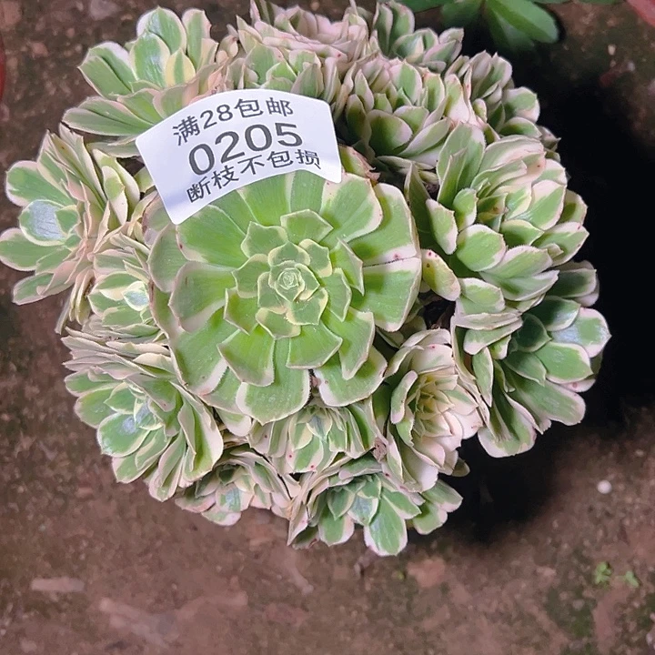 0205迈巴赫多肉植物