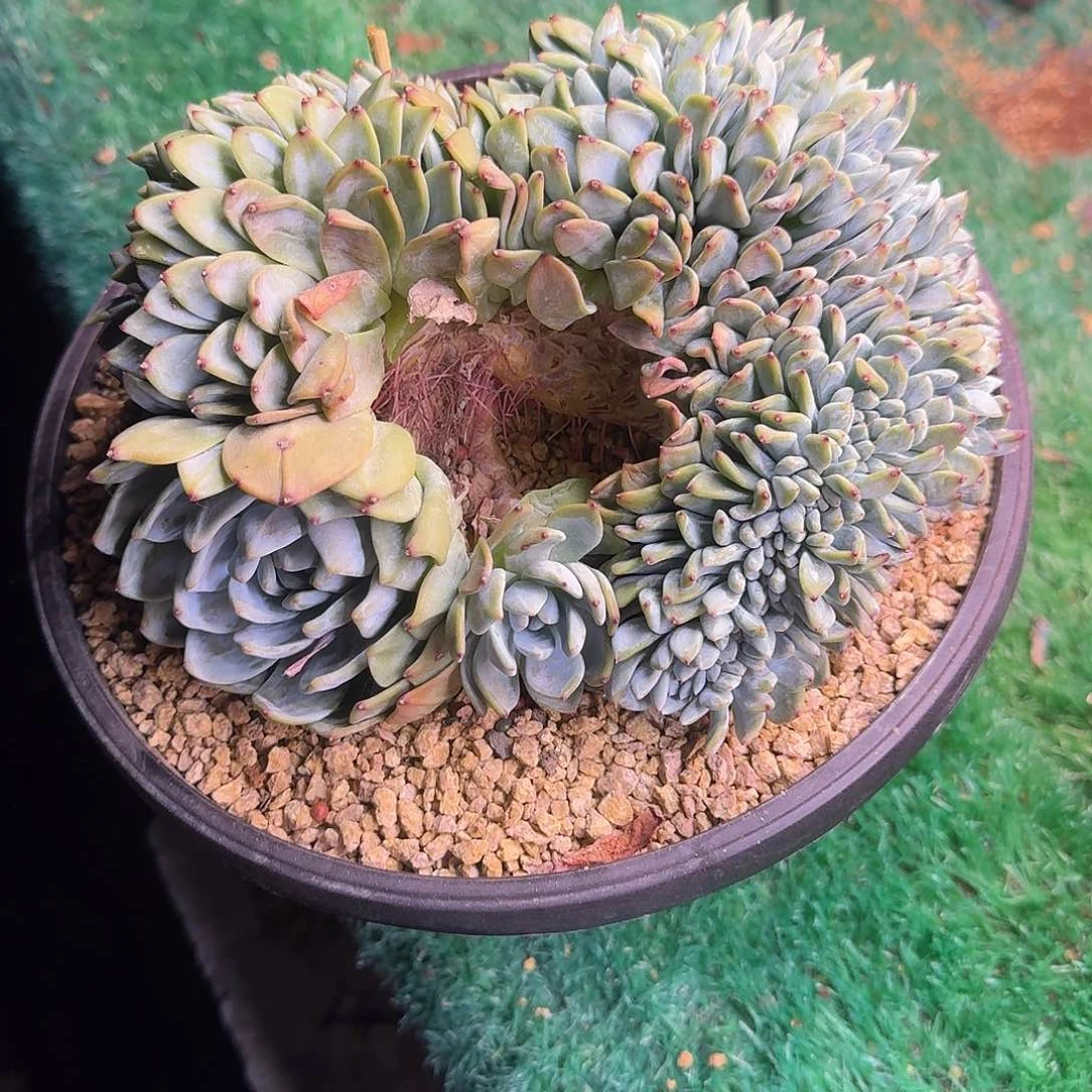 星影缀化无砍多肉
