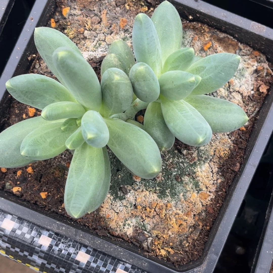 有***西0027号早上多肉植物群生