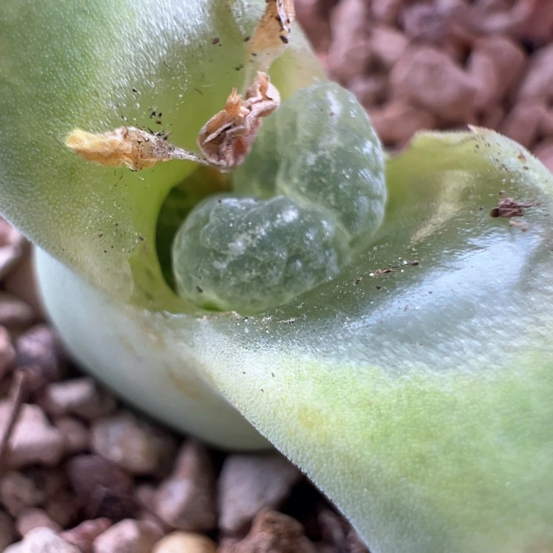 307青蛙优选2151内双颗粒绒窗