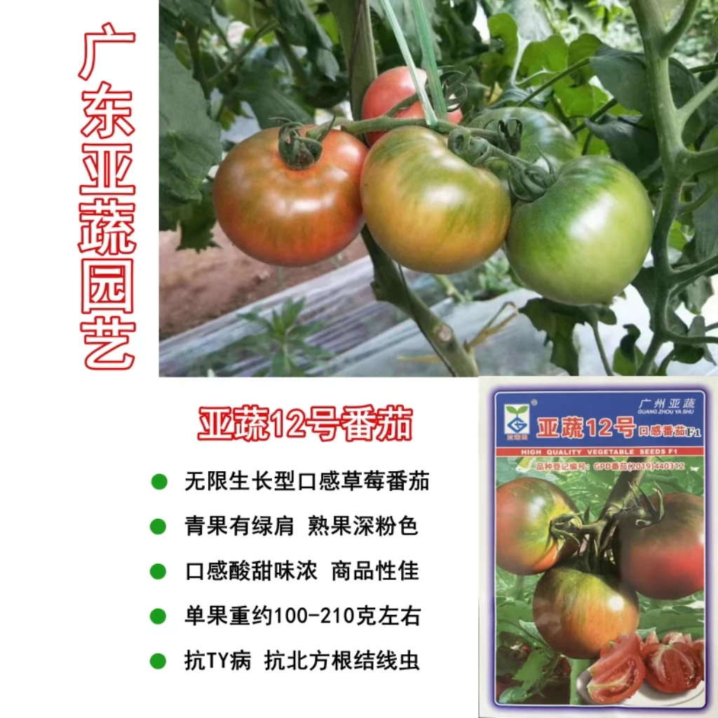 亚蔬12号草莓番茄