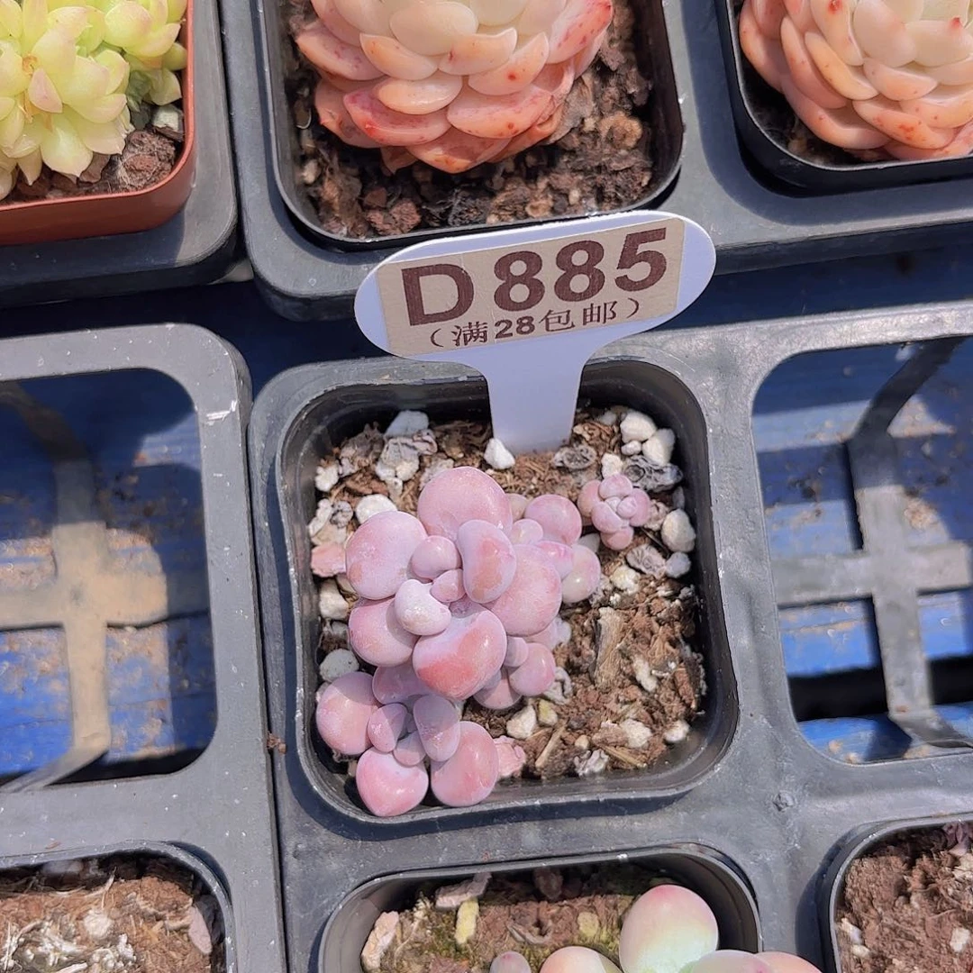 D885桃蛋一物一拍