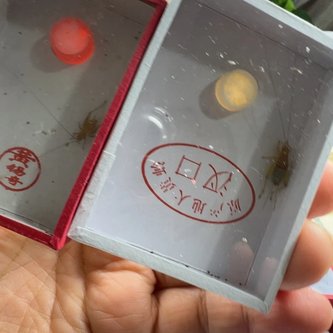 梦***牛蟋蟀一只烈艳一只中黄