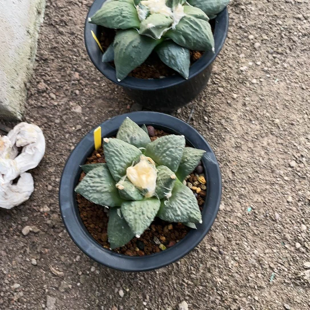 双***y无花朵实生怒涛岩牡丹