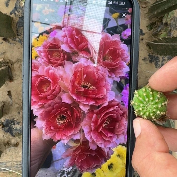 264丽花rw2歪2公分左右无根侧牙很小