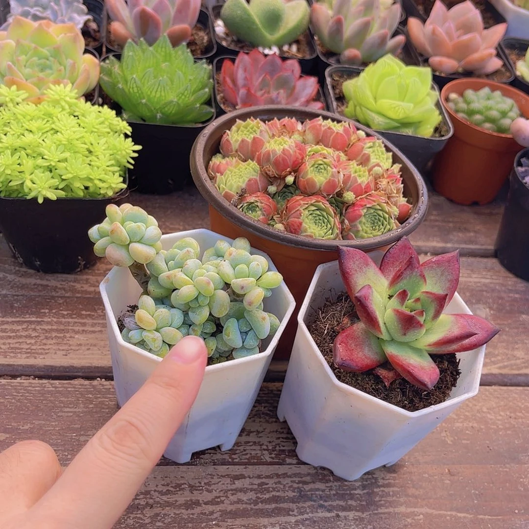大宝贝套餐带盆土3