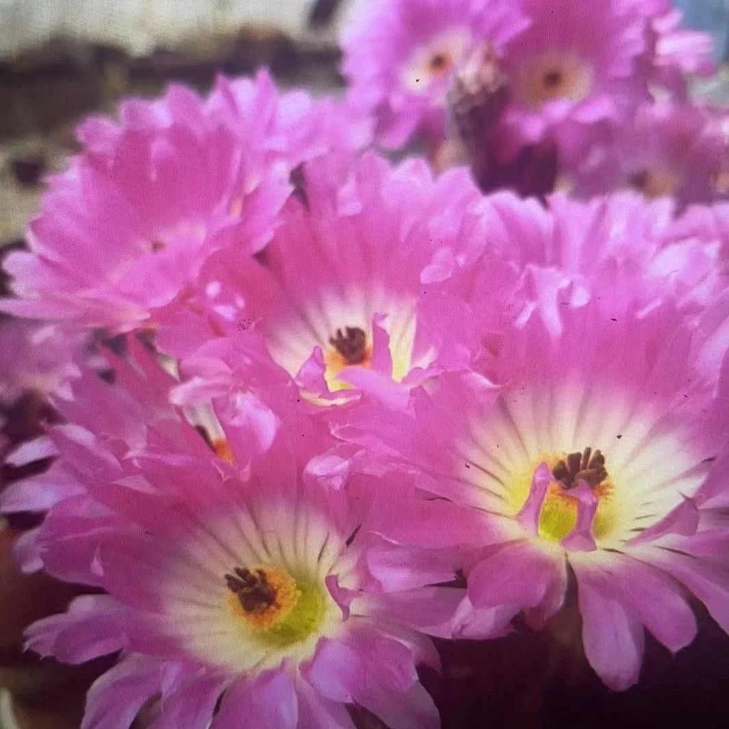 实生红太阳 仙人球植物漳州基地直发货 新手好养 室内外办公室