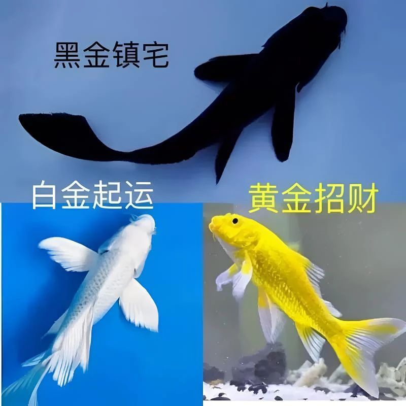 【三条装】16-20厘米吉祥三宝墨碟白蝴蝶黄蝴蝶耐养精品锦鲤包邮