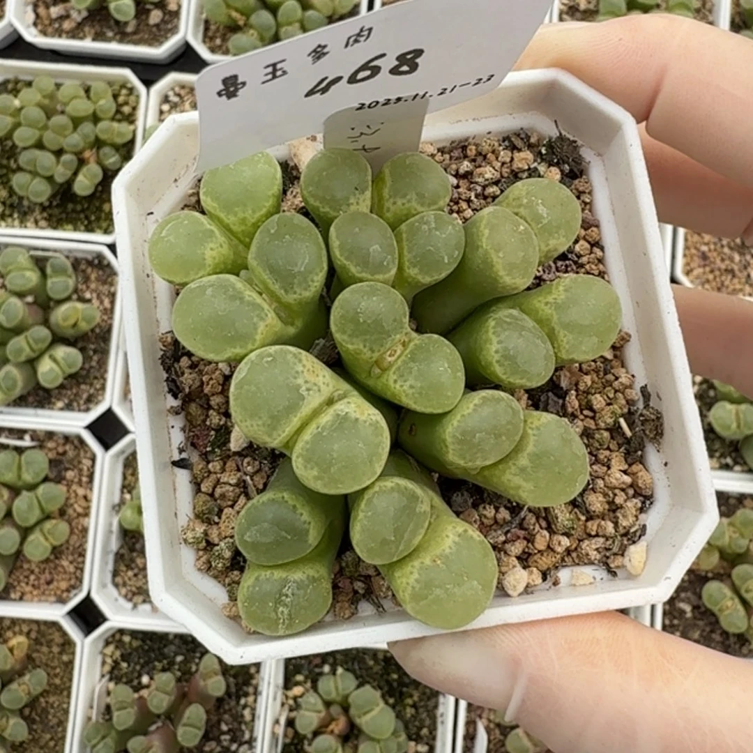 小***呐多肉多肉多肉11-468