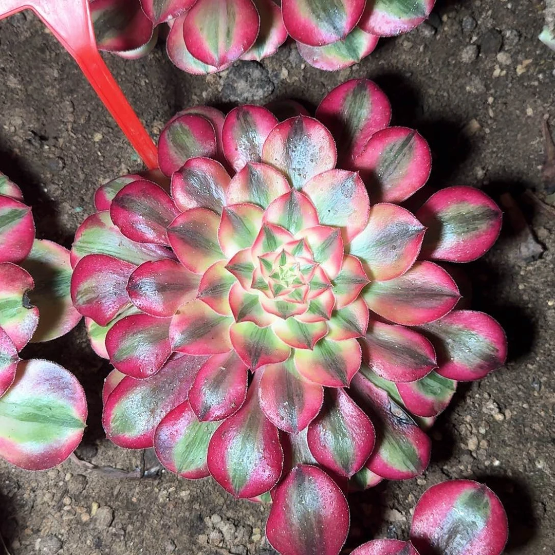 3-1920爱丽丝多肉法师