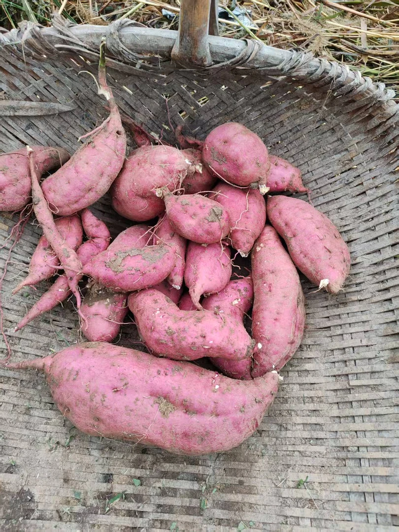 湖南隆回县批发农村白心红薯黄心红薯蜜薯香甜流油可烤可蒸煮新鲜
