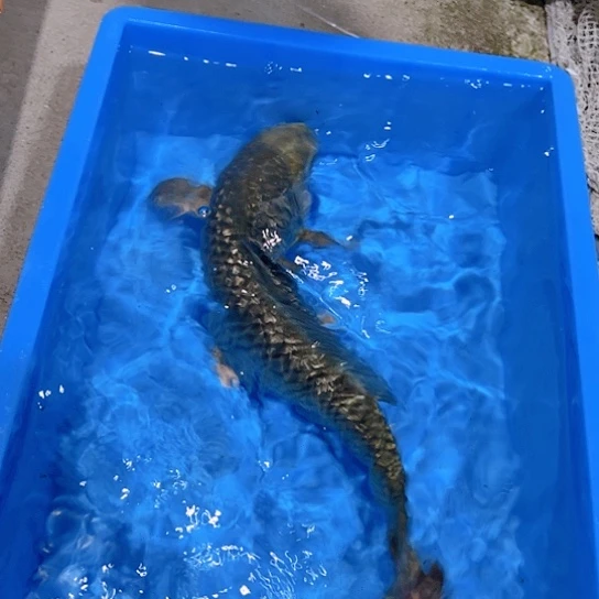 海水赤木芒果茶鲤