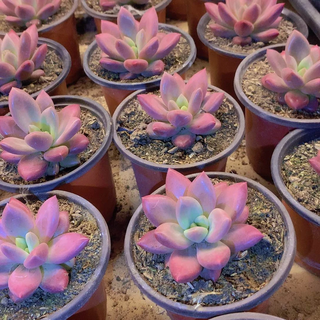 赫菲斯托24557788990000