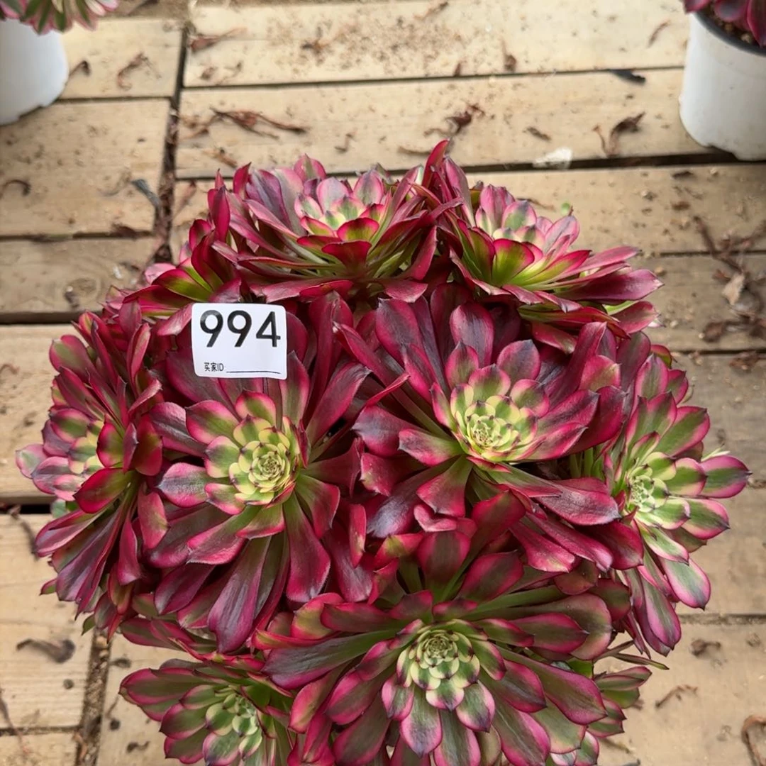 【闪购商品】994多肉