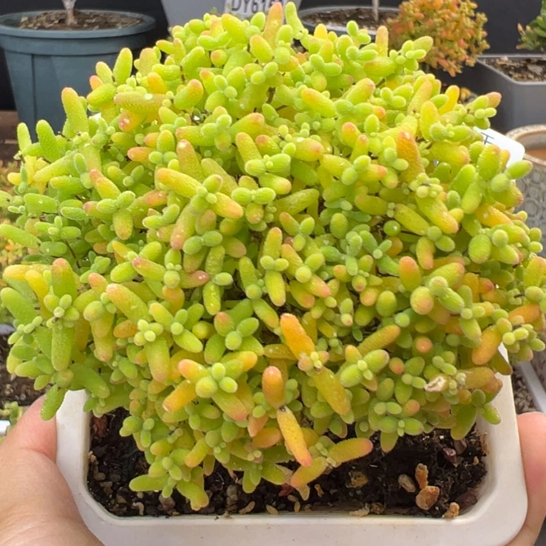 【闪购商品】dy6203精控蜜橘糖球冠幅8.5cm