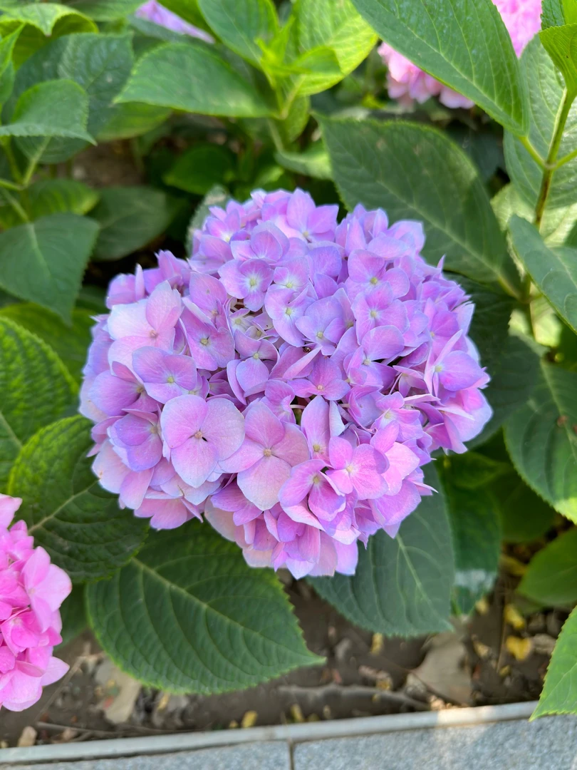 【无尽夏】1.5加仑大花绣球多头绣球户内户外花卉绿植盆栽