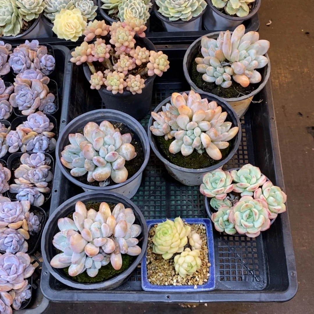 清货，7个肉，无售后，466464