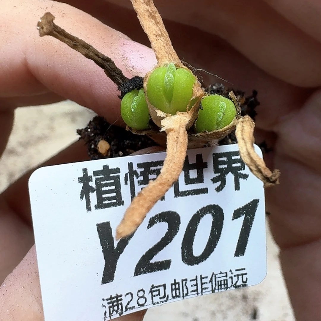 多肉植物电热水器法hh