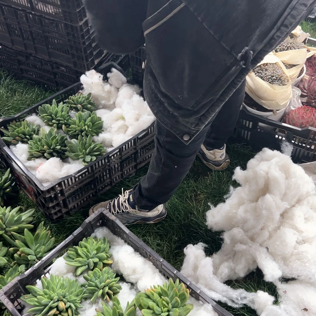 2.9-1海洋之歌缀化多肉随机