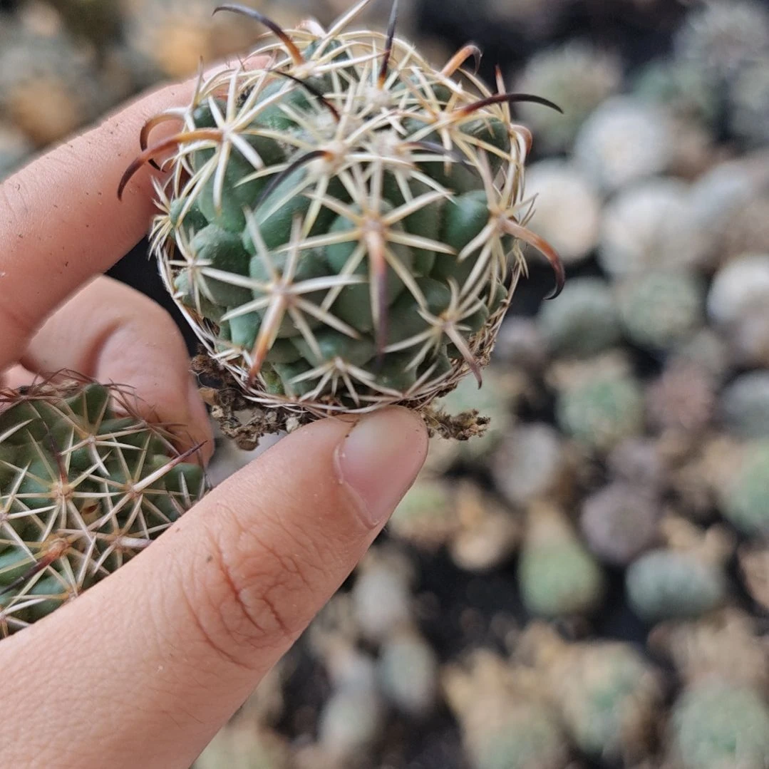 一物一拍，实生仙人球！