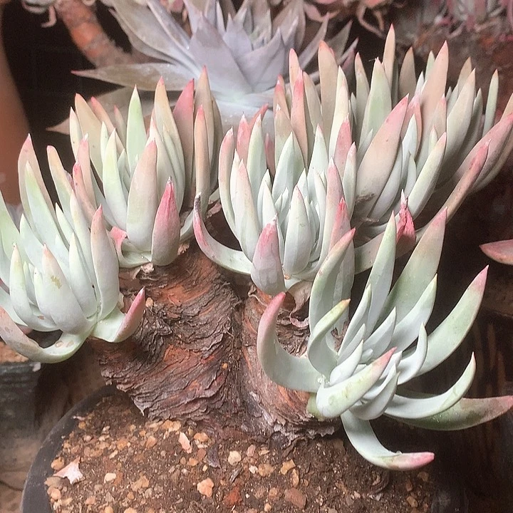 8764雪奴仙女杯多肉